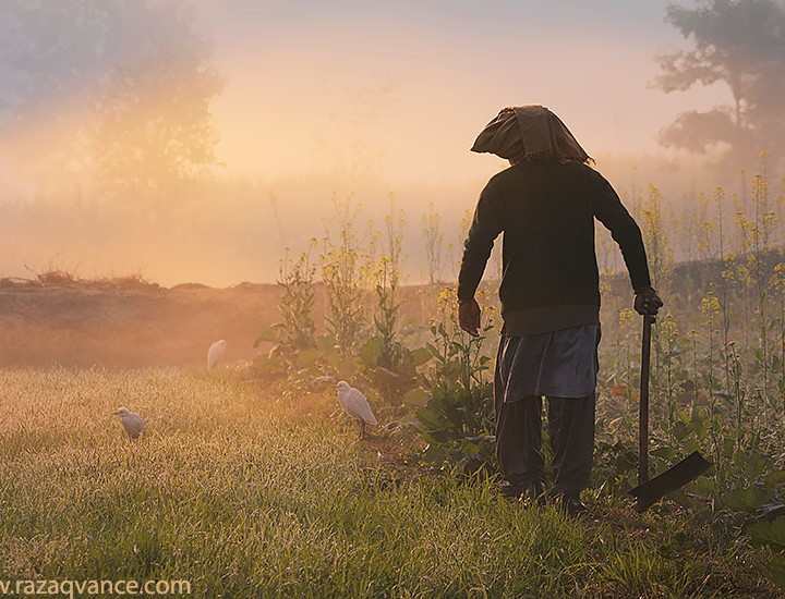 A Farmer And Egrets In The Morning Mist