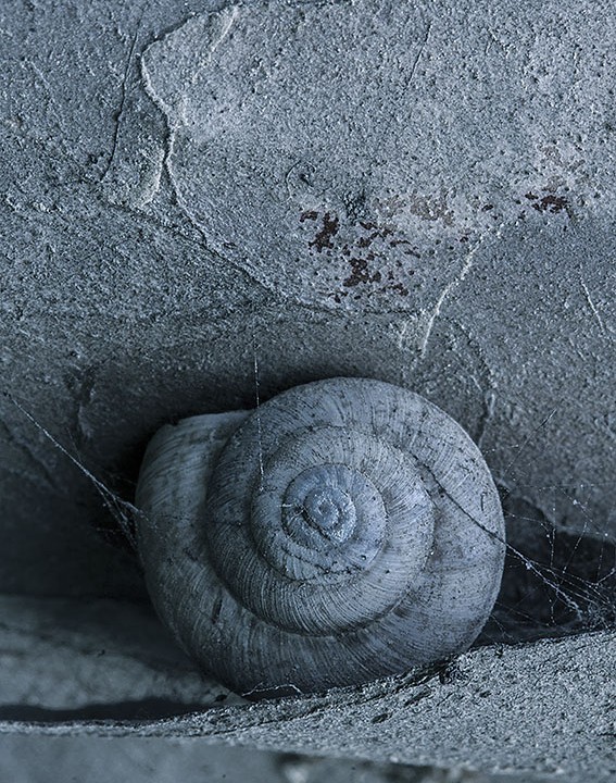 Macro Photography And Life In The Crevices Of Trees