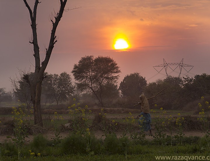 Life And Light In The Fields Of Punjab At Sunset