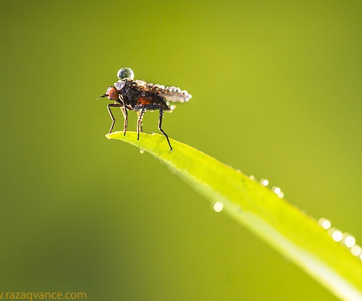 NATURE ON THE EDGE