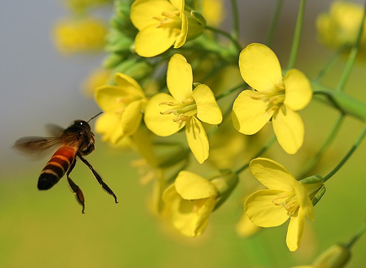 Busy Honeybee And Beauty Of Mustard Bloom