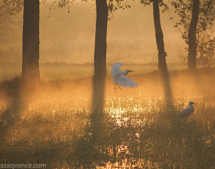Beauty Of Birds Life In A Mystic Morning
