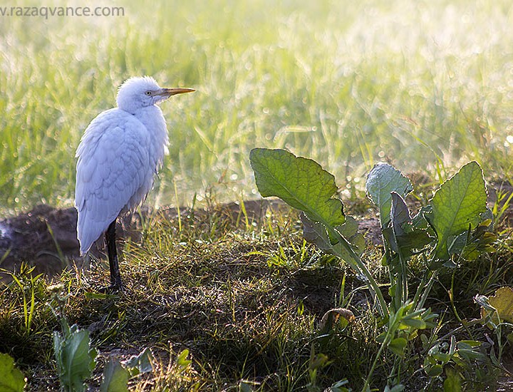 An Egret Basking In The Sun In A Chilly Morning
