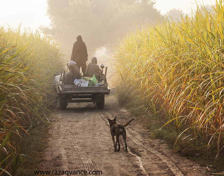 Beauty Of Village landscape And Life In Punjab Pakistan