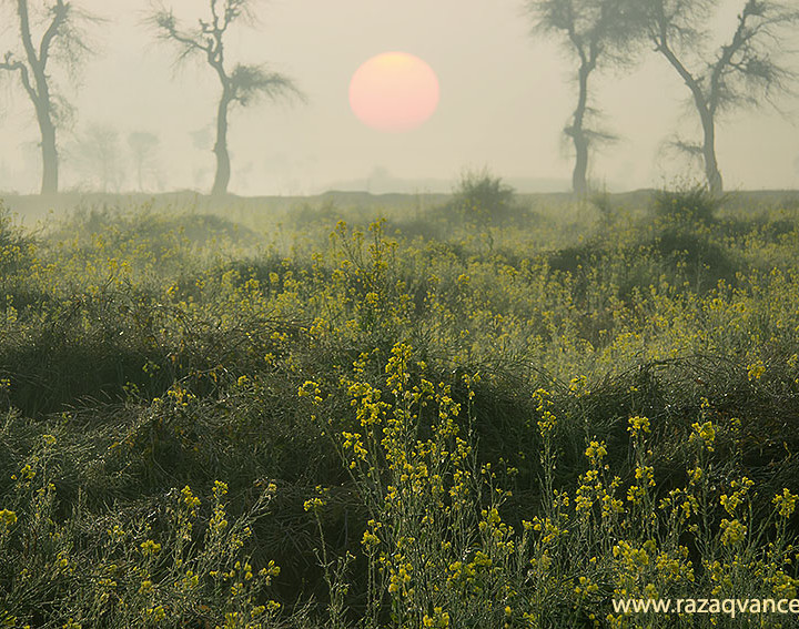 Stunning Beauty Of Rising Sun Through The Morning Mist