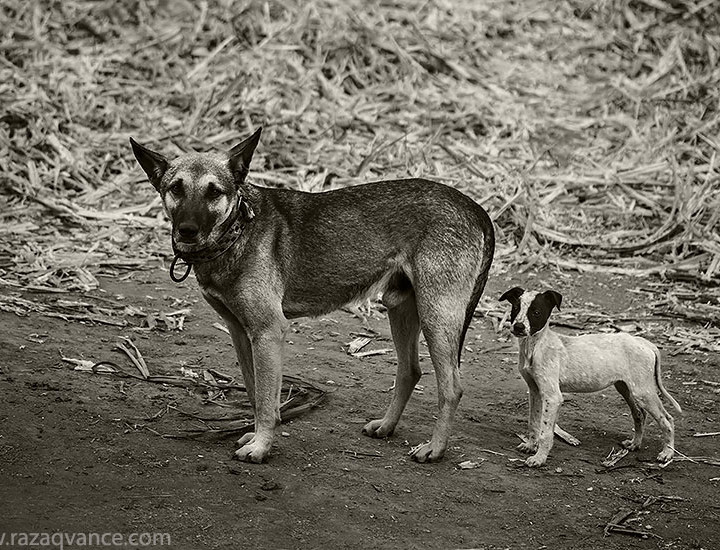 Shooting The Animals
