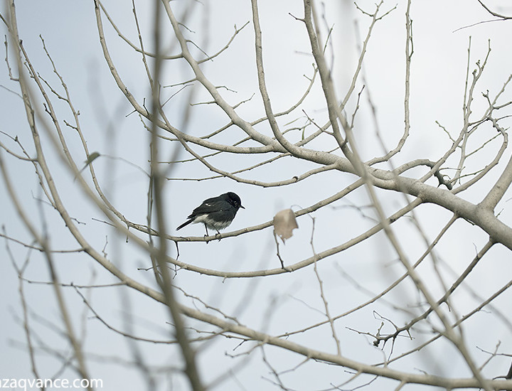 Composing Some Elegant Nature Pictures In Winter