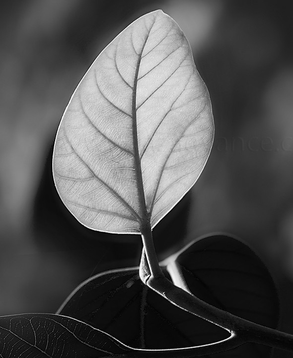 BLACK AND WHITE PHOTOGRAPHY AND LEAF BUD OF A FIG TREE