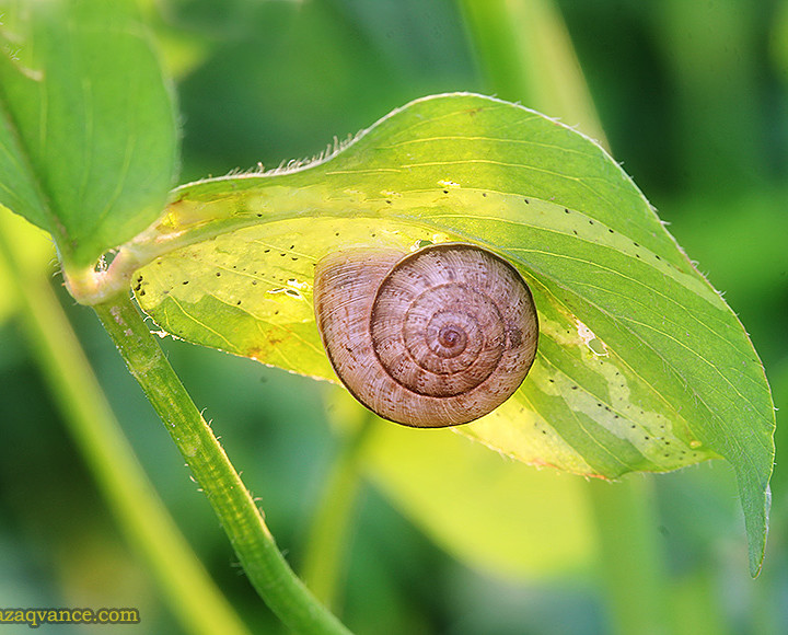 Gastropod Shell And Nature Photography