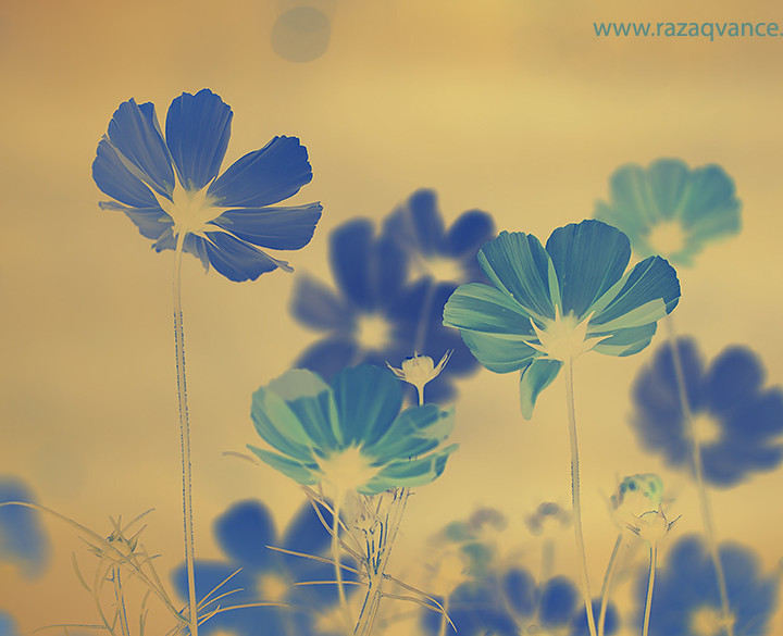 How To Create Fine Art Flower Pictures By Color Reversal