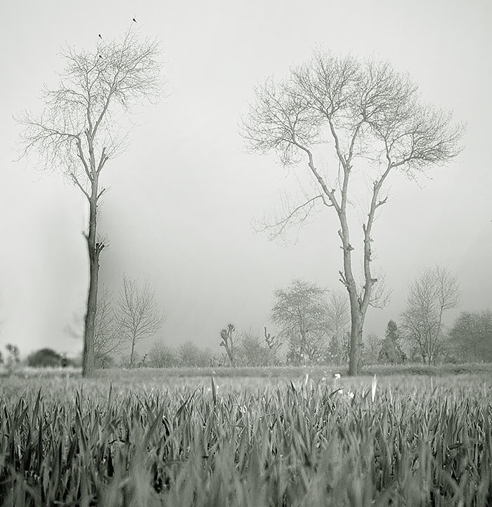 Fine Art Black And White Photography Of Trees In Autumn
