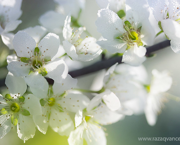 Peach Tree Blossom In The Spring