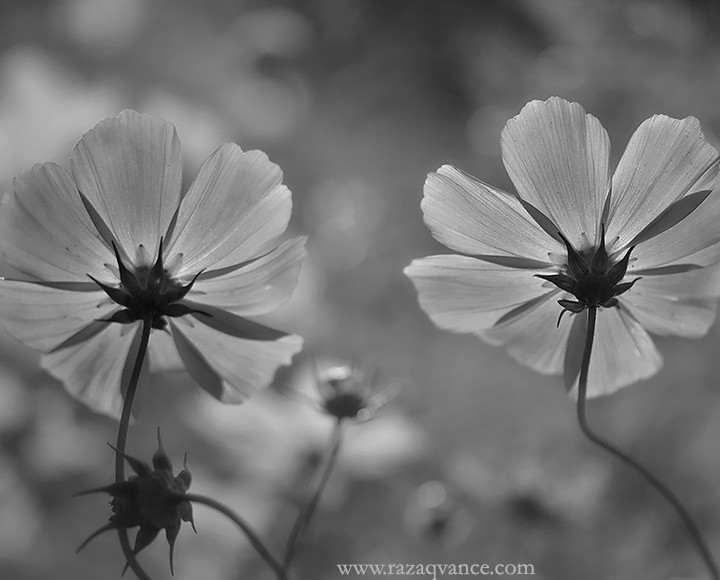 Fine Art And Black And White Photography Of Cosmos Flower