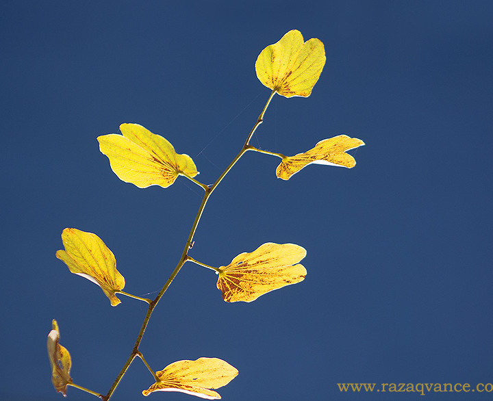 Colors Of Autumn In Spring