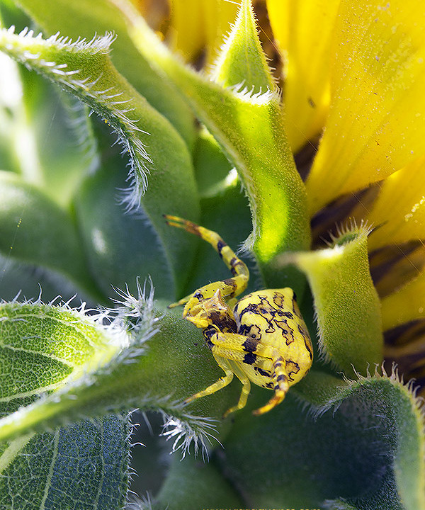 Nature Photography Of Mastering Camouflage By Crab Spiders