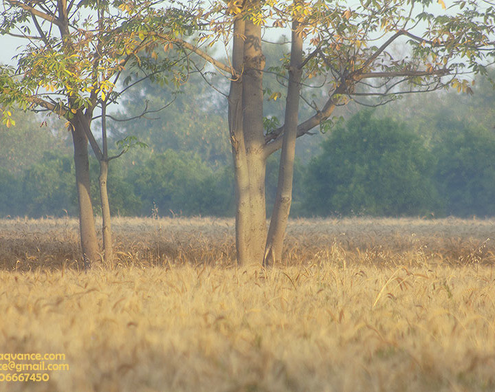 HEART TOUCHING BEAUTY OF VILLAGE LANDSCAPE IN HARVEST SEASON