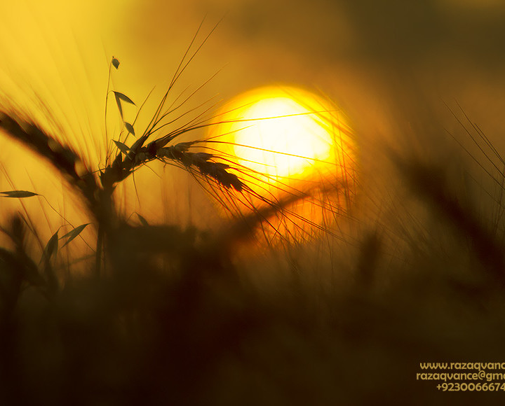 Beauty Of light In The Harvest Season Of Wheat Crop