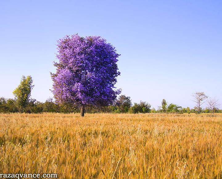 Heart Touching Beauty Of Rural Landscape In Punjab Pakistan