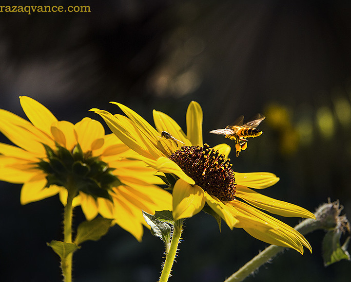 Nature Photography In Spring And Colors Of The Sunflowers