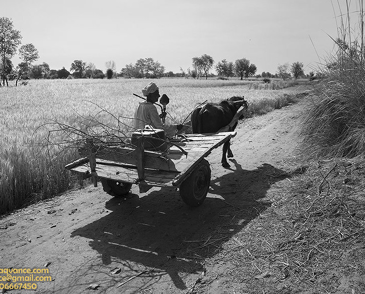 Beauty And Simplicity Of Life In A Village Of Punjab