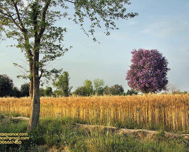 Matchless Beauty Of Village landscape In Harvest Season