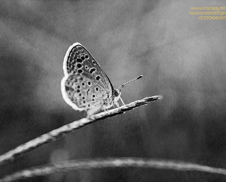 NATURE PHOTOGRAPHY BEYOND THE COLORS