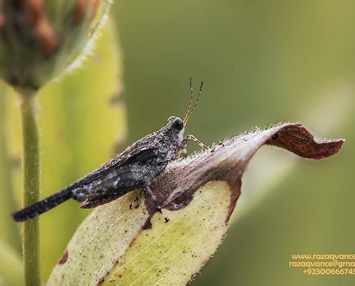 NATURE PHOTOGRAPHY AND BEAUTY OF ARTHROPODS