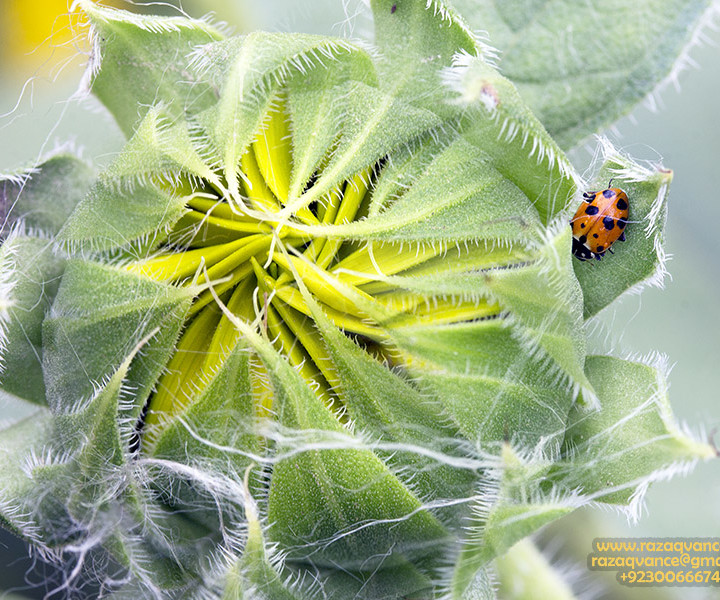 SOME GLIMPSES OF HIDDEN BEAUTY OF NATURE