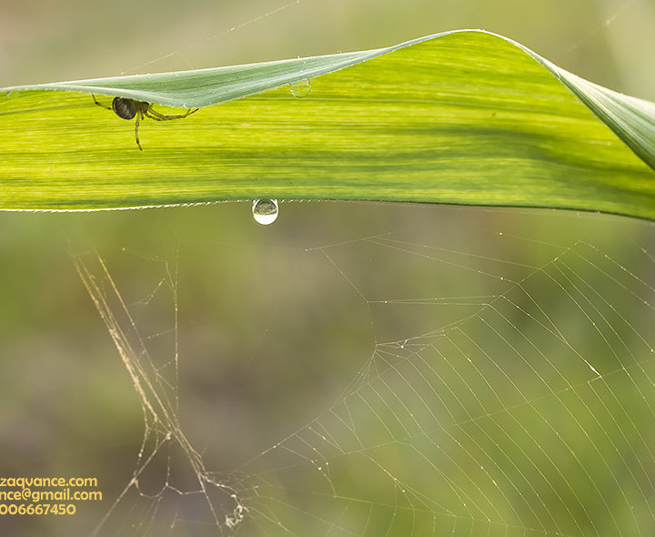 ILLUSIVE NATURE AND MACRO PHOTOGRAPHY IN THE MORNING LIGHT