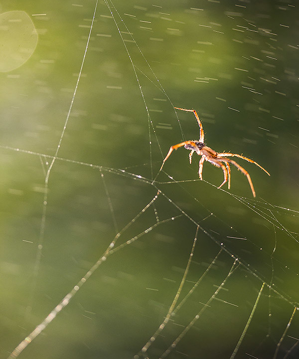 ART OF MACRO PHOTOGRAPHY AND WONDERFUL WORLD OF NATURE