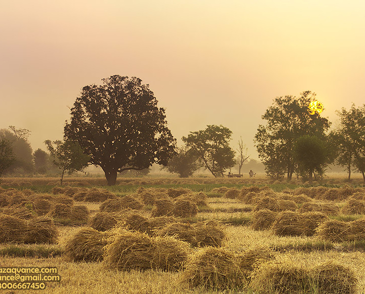 WARM AND VIBRANT MORNING LIGHT IN THE HARVEST SEASON