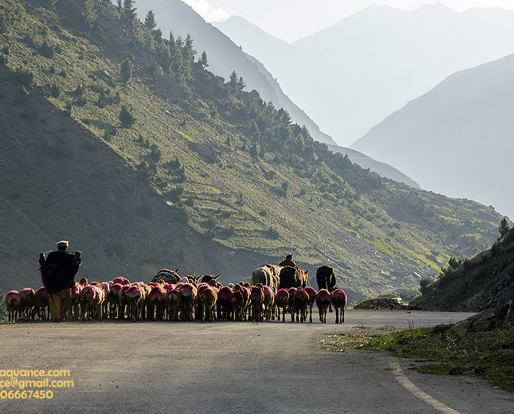 SOME EVENING MOMENTS WITH THE SHEPHERDS IN NARAN
