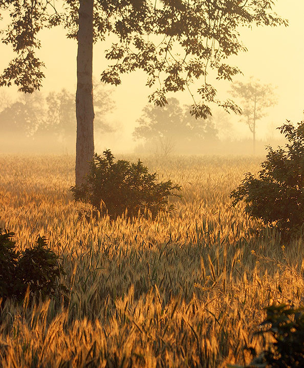 SOME MORNINGS ARE AMAZINGLY BEAUTIFUL