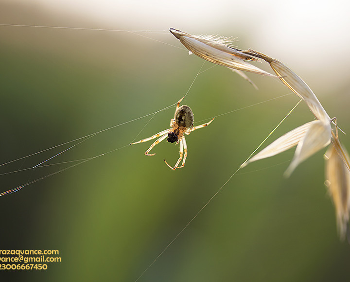 SPIDERS ARE THE MARVELS OF NATURE