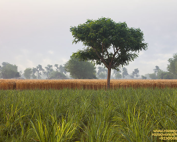 A COMPOSITION STUDY IN RURAL LANDSCAPE PHOTOGRAPHY