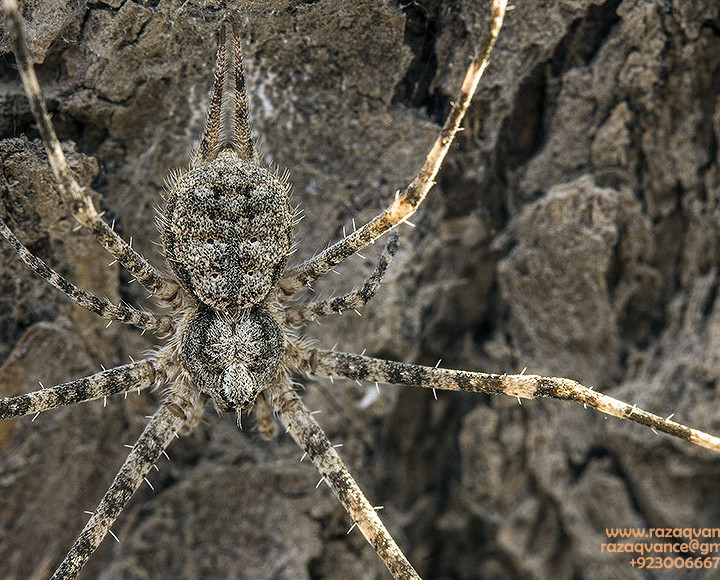 SPIDERS ARE THE MASTER OF CAMOUFLAGE