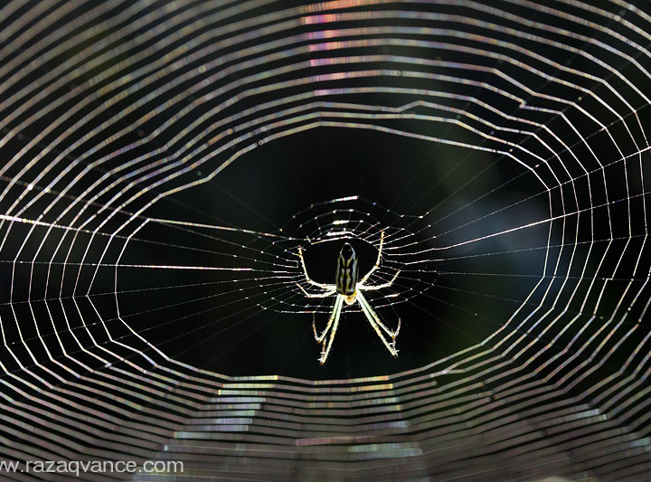 BEAUTY OF LIGHT AND ARCHITECTURAL MARVELS OF SPIDER WEBS