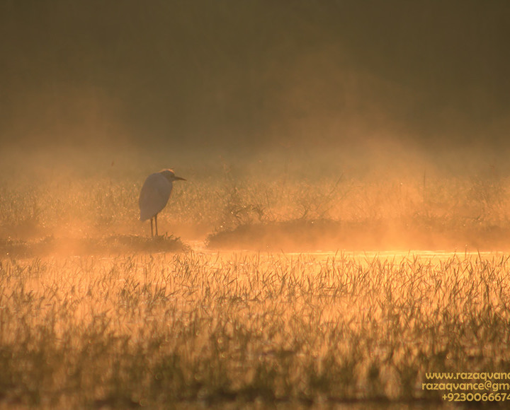 An Egret Basking In The MystIc Light Of Morning