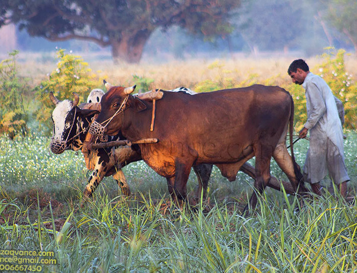 Village Life Beauty And Natural Hormony In Rural Pakistan