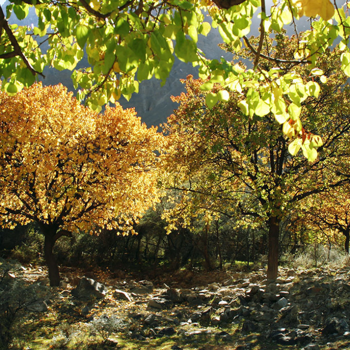 Heart Touching Colors Of Autumn In Hunza Valley Pakistan