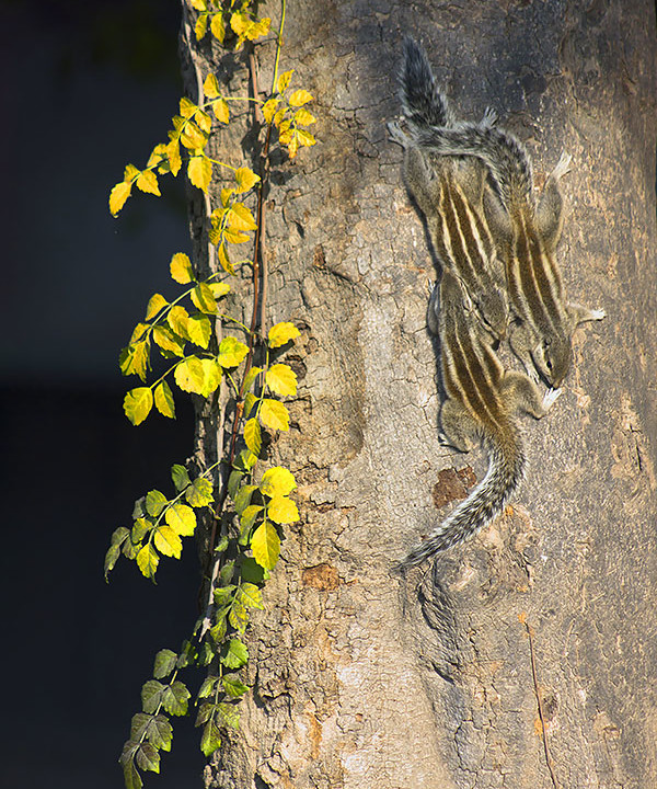 Squirrels Basking In The Sun In a Cold Winter Morning