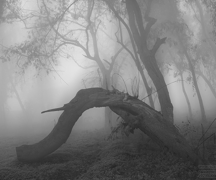 Mystic Beauty Of Foggy Days In Winter Season