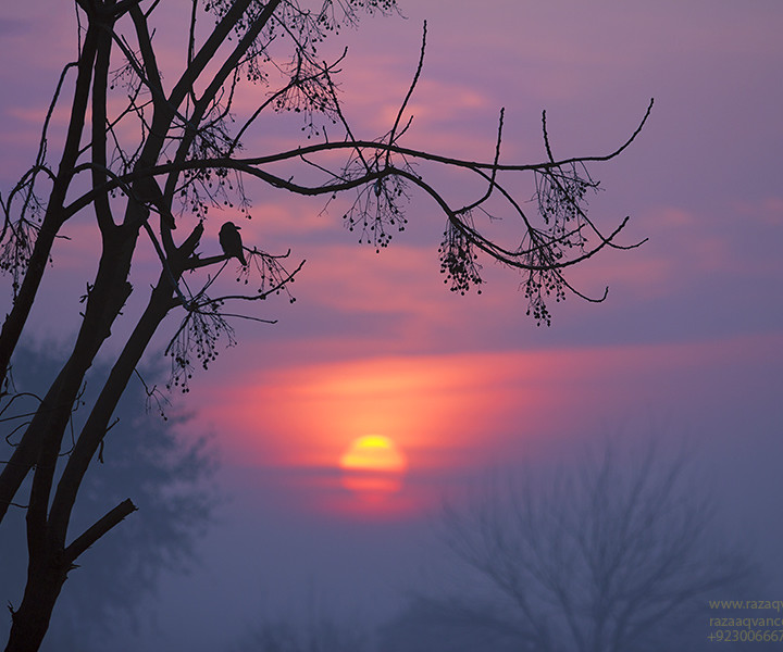 Glowing Beauty Of Winter Morning In A Rural Landscape Of Asia