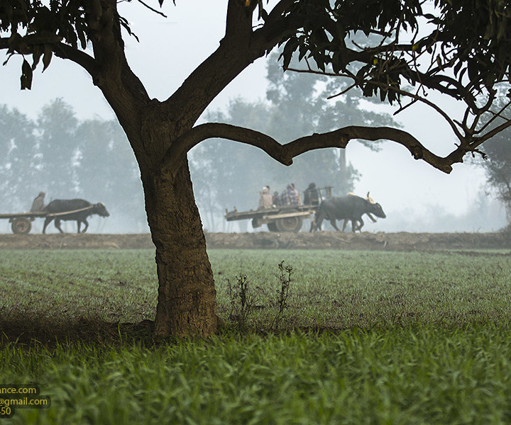 Classic But Peaceful Life In The Villages Of Punjab Pakistan