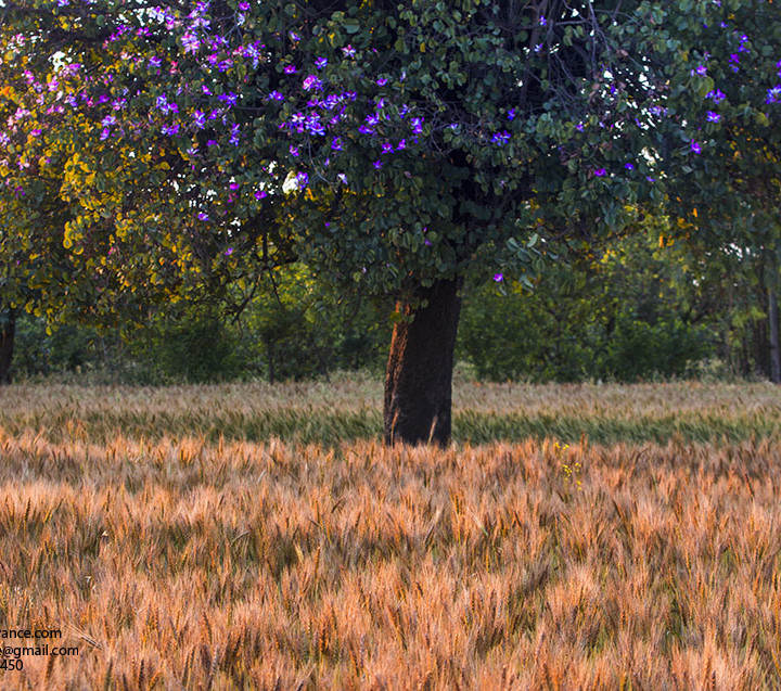 Best Landscape Photography Is Possible In Good Light