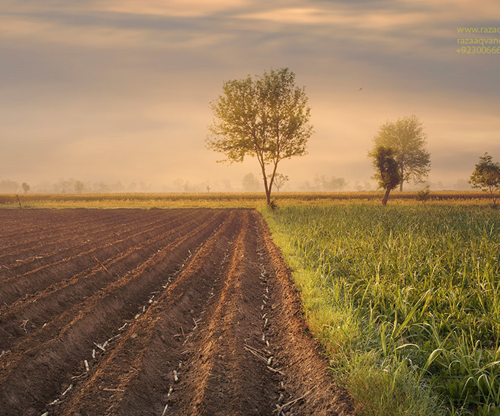 Landscape Beauty Of Fields In Spring Light