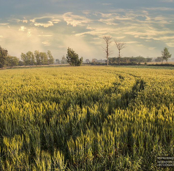 Asian Landscape And Fields Of Beauty