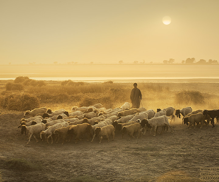 Golden Hour Photography And Beauty Of Simple And Active Life Of Shepherds