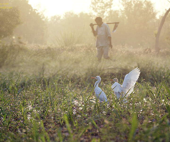Village Life Showing Harmony Of Human With Nature