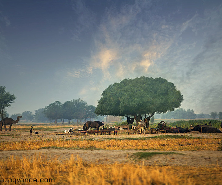 Village Life Beauty Near a River in the Morning Light of Summer